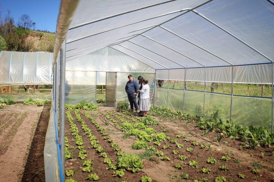 Mujeres rurales de Coelemu fortalecen su producción con 24 nuevos invernaderos